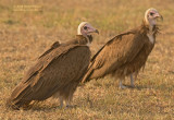 Kapgier - Hooded Vulture - Necrosyrtes monachus