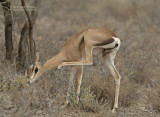 Grants gazelle - Grants gazelle - Nanger granti