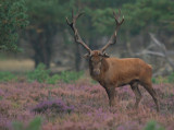 Edelhert - Red Deer - Cervus elaphus