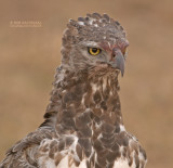 Vecht Arend - Martial Eagle - Polemaetus bellicosus