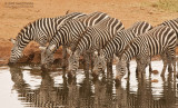 Steppe Zebra - Plains Zebra - Equus quagga