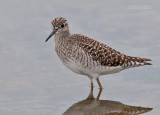 Bosruiter - Wood Sandpiper - Tringa glareola