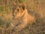 Oost-Afrikaanse Leeuw - Masai Lion - Panthera leo nubica