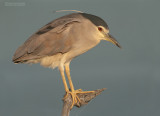 Kwak - Blackcrowned Night-heron - Nycticorax nycticorax