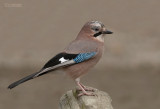 Gaai - Jay - Garrulus glandarius