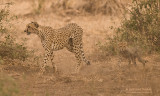 Cheetah - Cheetah - Acinonyx jubatus