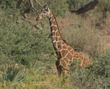 Netgiraffe - Reticulated Giraffe - Giraffa camelopardalis reticulata