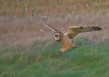 Velduil - Short-eared Owl - Asio flammeus