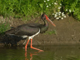 Zwarte Ooievaar - Black Stork - Ciconia nigra