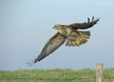 Buizerd - Common Buzzard - Buteo Buteo