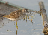 Bosruiter - Wood Sandpiper - Tringa glareola