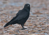 Zwarte Kraai - Crow - Corvus corone