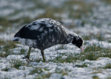 Leucistische Meerkoet - Leucistic Coot - Fulica atra