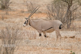 Oost-Afrikaanse spiesbok - Beisa oryx - oryx gazella beisa