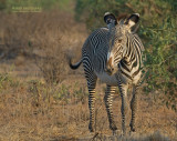 Grvys zebra - Grvys zebra - Equus grevyi