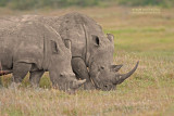 Witte neushoorn - White rhino - Ceratotherium simum