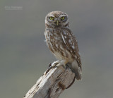 Steenuil - Little Owl - Athene noctua indigena