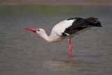 Ooievaar - White stork - Ciconia ciconia