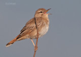 Rosse Waaierstaart - Rufous Bush Robin - Cercotrichas galactotes