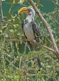 Geelbekneushoornvogel - Eastern Yellow-billed Hornbill - Tockus flavirostris