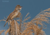  Grote Karekiet -  Great Reed Warbler -  Acrocephalus arundinaceus