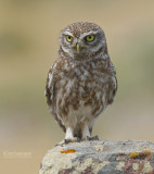 Steenuil - Little Owl - Athene noctua indigena