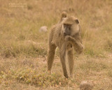 Gele Baviaan - Yellow Baboon - Papio cynocephalus