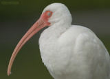 Witte Ibis - White Ibis - Eudocimus albus
