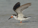 Amerikaanse Schaarbek - Black Skimmer - Rynchops niger