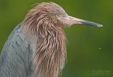 Roodhalsreiger - Reddish Egret - Egretta rufescens