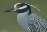 Geelkruinkwak - Yellow-crowned Night-Heron - Nyctanassa violacea