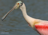 Rode Lepelaar - Roseate Spoonbill - Platalea ajaja