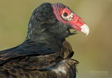 Kalkoengier - Turkey Vulture - Cathartes aura