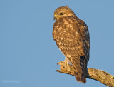 Roodschouderbuizerd - Red-shouldered Hawk - Buteo lineatus
