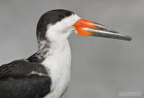 Amerikaanse Schaarbek - Black Skimmer - Rynchops niger