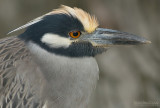 Geelkruinkwak - Yellow-crowned Night-Heron - Nyctanassa violacea