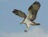 Visarend - Osprey - Pandion haliaetus