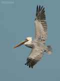 Bruine Pelikaan - Brown Pelican - Pelecanus occidentalis