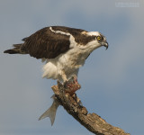 Visarend - Osprey - Pandion haliaetus