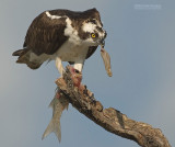 Visarend - Osprey - Pandion haliaetus