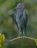 Kleine Blauwe Reiger - Little Blue Heron - Egretta caerulea