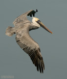 Bruine Pelikaan - Brown Pelican - Pelecanus occidentalis