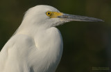 Amerikaanse Kleine Zilverreiger - Snowy Egret - Egretta thula