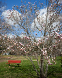 Flowering Tree and Bench