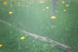 Dandelions In Fog #2