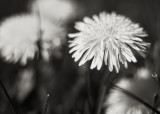 Group of Dandelions #1