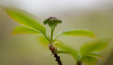 Young Leaves Profile