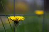 Dandelion by the Garden Fence