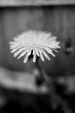 Dandelion and Bucket Monochrome