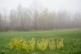 Foggy Day on Blue Hill Mountain #4